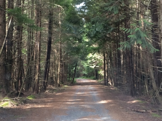 malcolm_island_roads